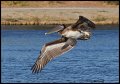 _2SB5720 brown pelican